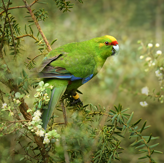 yellow-crowned-parakeet-image copy